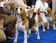 В Волгодонске пройдет выставка собак всех пород