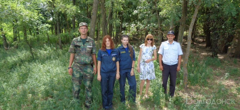В окрестностях Волгодонска вновь уничтожили дикорастущую коноплю