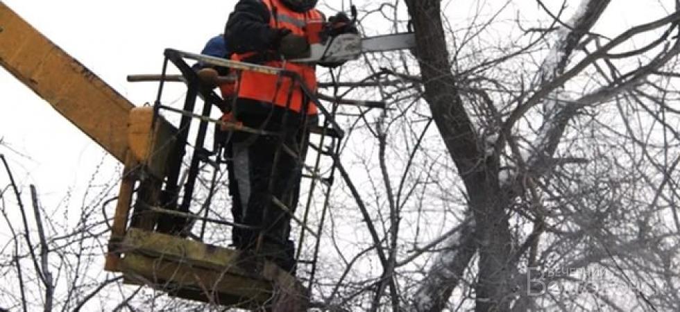 В Волгодонске стартовала обрезка деревьев