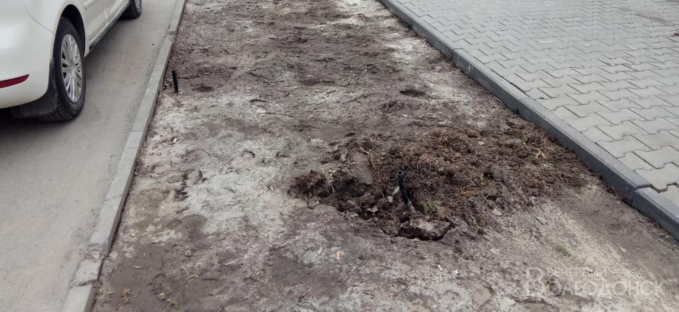 У здания Администрации Волгодонска ночью неизвестные выкопали недавно посаженную тую