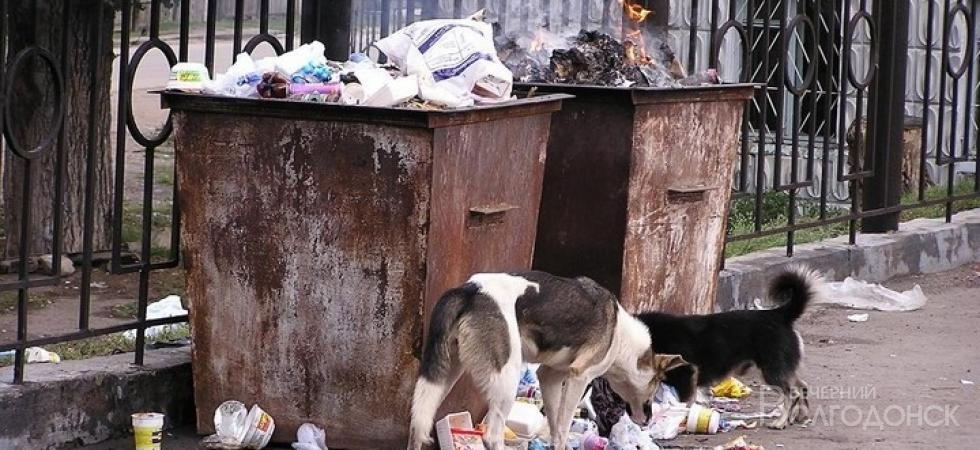 В Волгодонске и Цимлянске прошла массовая травля собак
