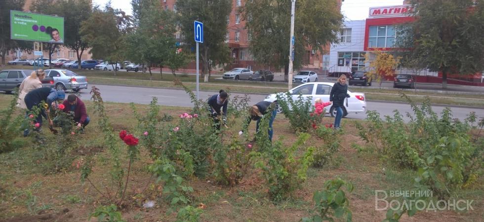 В Волгодонске высажено более 300 кустов роз