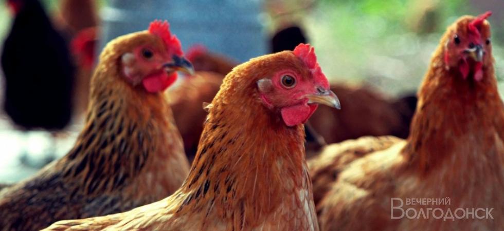 На Дону сохраняется опасность распространения гриппа птиц