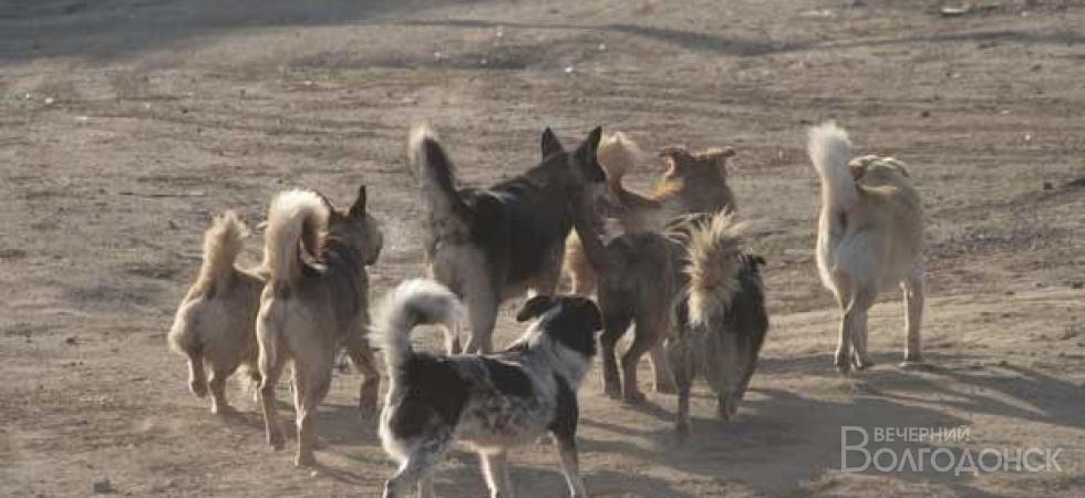 В Волгодонске вновь увеличилось число агрессивных собачьих стай