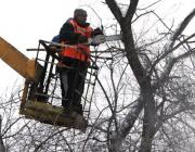 В Волгодонске стартовала обрезка деревьев