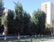 «Мертвые» деревья угрожают прохожим в Волгодонске
