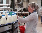 В Волгодонске проблемы с производством молока